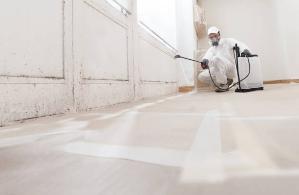 Professional Mold Removal Services in Van Vleck, TX